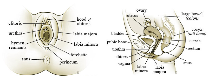 Анатомия наружных половых органов